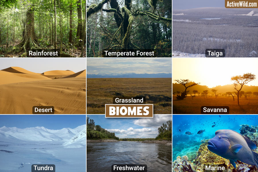 Geogaphy: Biomes